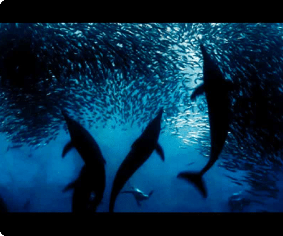 Underwater photo from dolphins in a school of fish